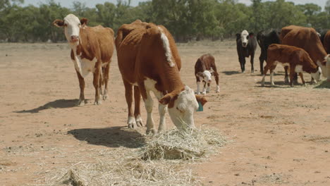 Cow-grazing-on-hay-in-paddock-during-Australian-drought,-heard-of-cows-behind-handheld