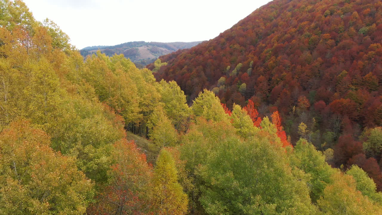 A view of trees on a hillside with foliage in shades of yellow orange and brown More hills can be seen in the distance under a sky with some clouds