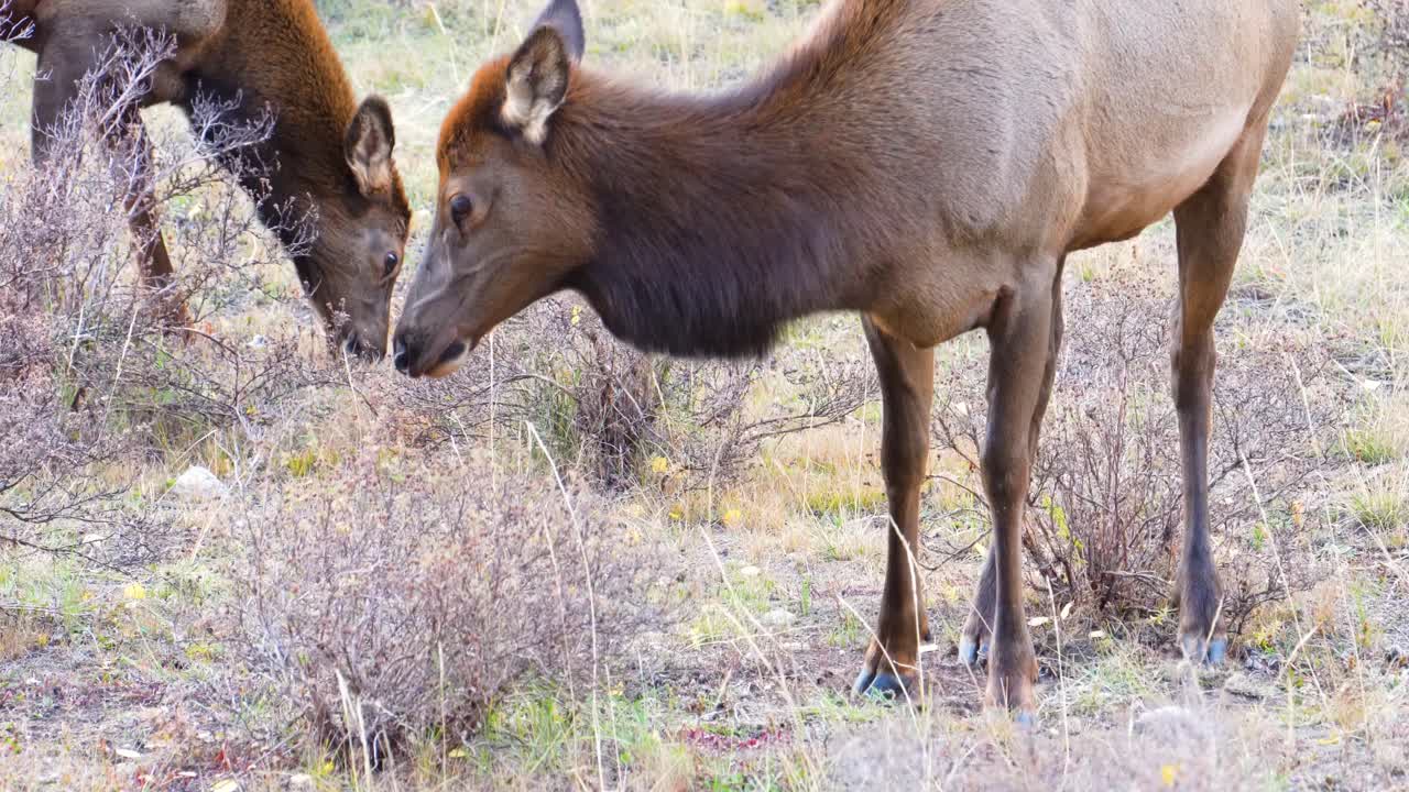 dos alces hembras pastando y comiendo en el campo de hierba con la manada en el parque nacional de las montañas rocosas en colorado, ee.uu.