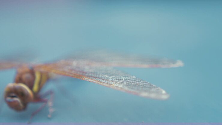 Libellula marrone Aeshna Grandis, messa a fuoco a cremagliera, ALI IN PRIMO PIANO