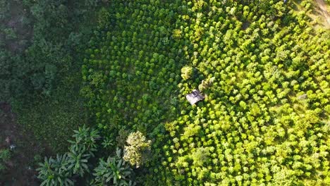 drone circular and green trees