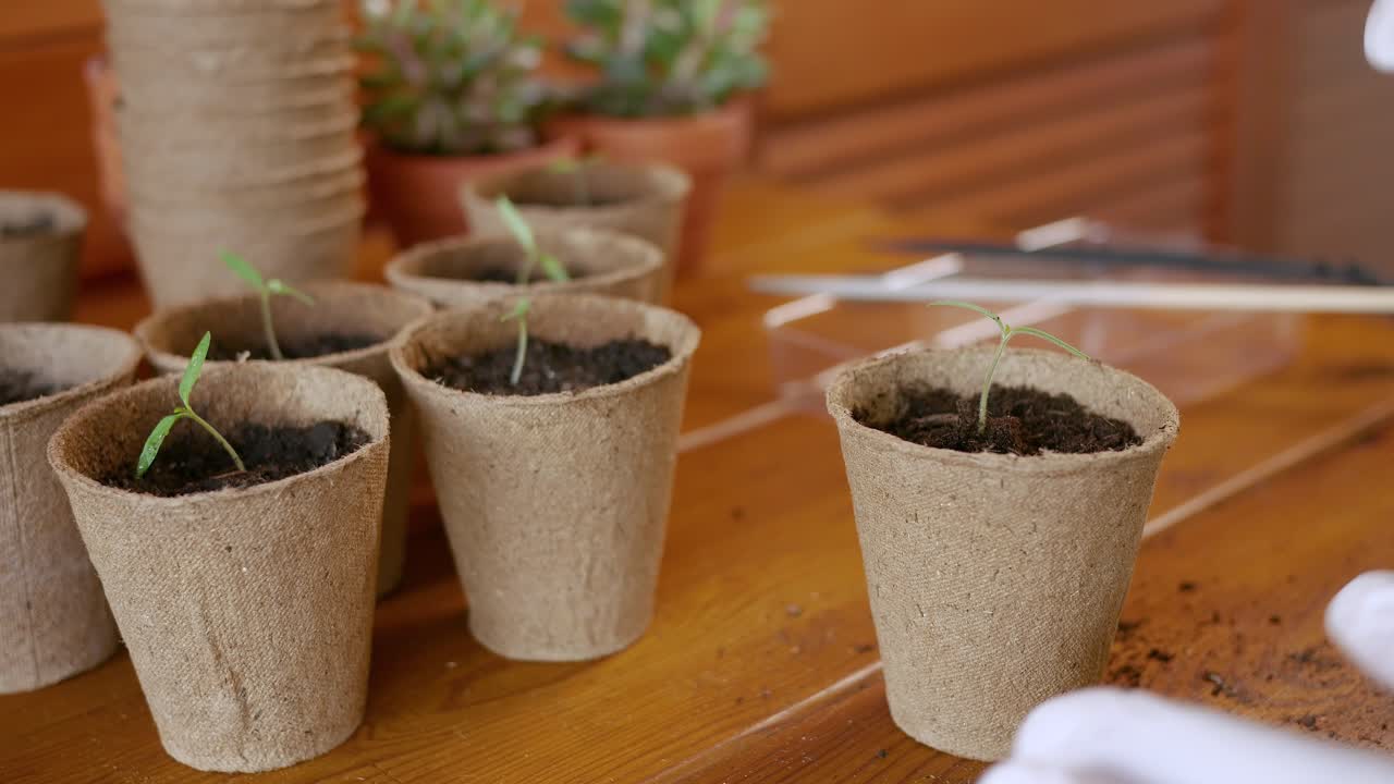 Un uomo pianta germogli spuntati in vasi di carta con terra e li innaffia con acqua