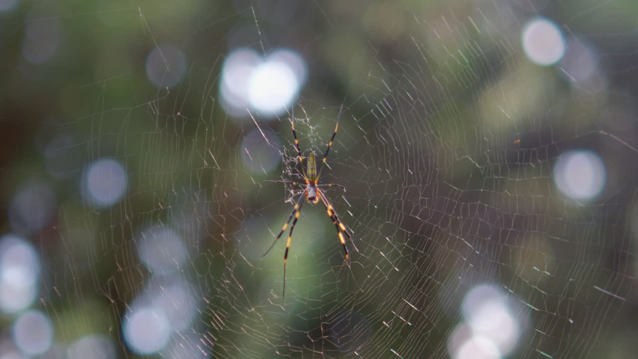 Yumuşak yeşil bokeh arka plan üzerinde, ağındaki sarı ve siyah örümcek.