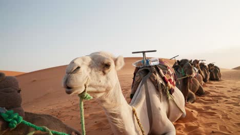 camels lined up in a desert at sunset, ready for a caravan journey