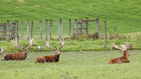 three large stags with antlers rest on a grassy farm field while a black and white bird flies past. daylight, static camera, wide shot