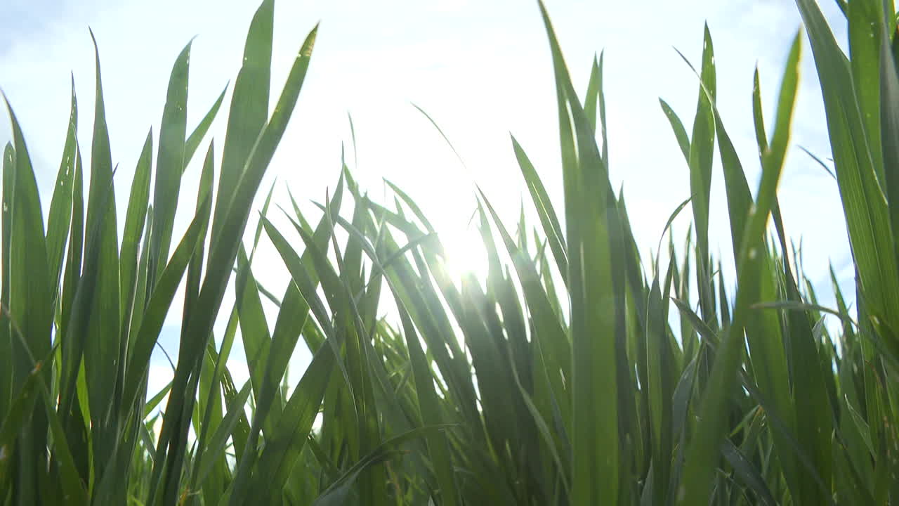 Wheat Field in Sunlight