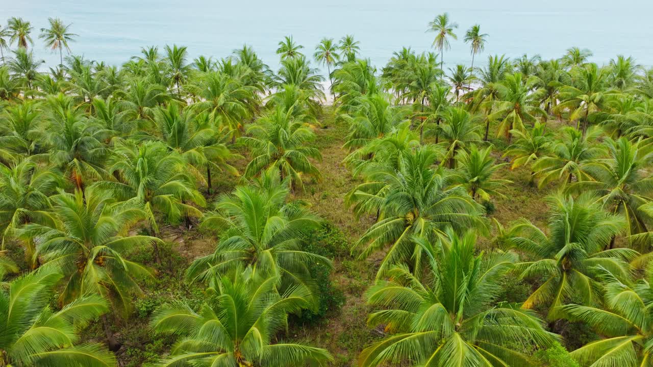 Aerial view of tropical palm forest with dense green canopy, natural textures
