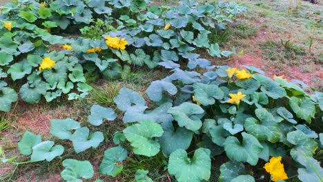 pumpkin leaves with yellow flower on a grassy dirt patch