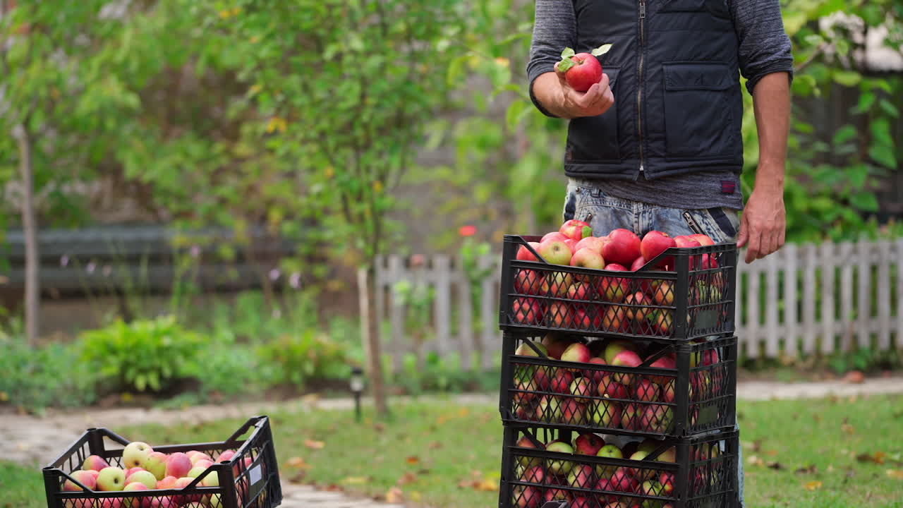 Man harvests apples. Fresh organic fruit in plastic drawers in the garden. Farmer carries delicious apples and makes a pile of boxes in autumn.