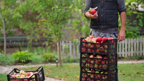 man harvests apples. fresh organic fruit in plastic drawers in the garden. farmer carries delicious apples and makes a pile of boxes in autumn.