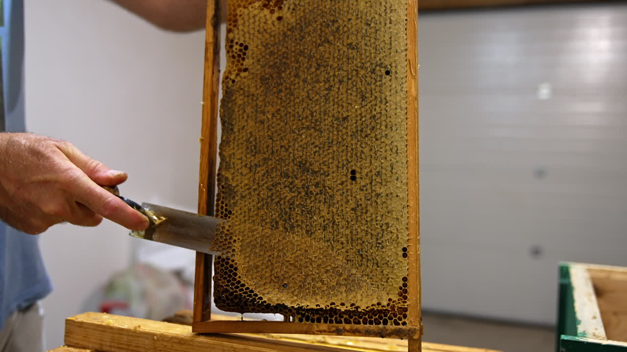 Apiarist holds a frame full of honey and sealed by the bees. Beekeeper cuts the tops on wax cells off to make the process of honey extraction easier. Close up.