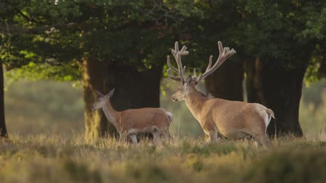 Rotwild,-Das-über-Die-Waldwiese-Läuft,-Hirschherde-Und-Wald-Im-Hintergrund,-Nahaufnahme-In-Filmischer-Zeitlupe