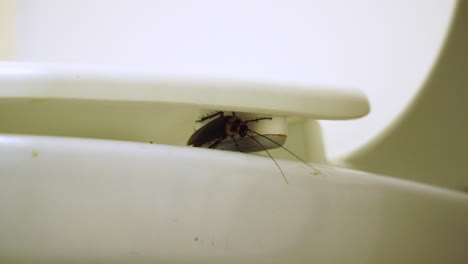 Close-up-shot-of-cockroach-under-toilet-seat