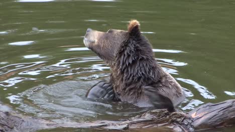 bear sitting in the water and scratching its neck with its foot