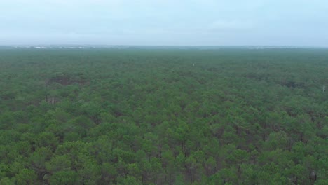 Aerial-view-of-a-beautiful-pine-wood-forest-showing-the-top-of-the-trees