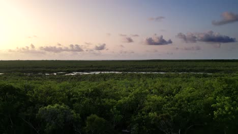 A-drone-slowly-rises-above-the-canopy-of-a-green-tropical-forest-looking-out-over-trees-and-fresh-water-lagoons-towards-a-sunset-in-the-Cayman-Islands-in-the-Caribbean