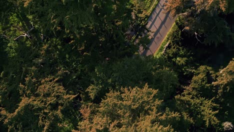 overhead shot of cyclists passing along the road surrounded by trees at sunset, aerial tracking shot