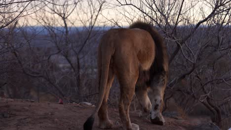 el león herido rastrea los restos de la presa y da un mordisco.