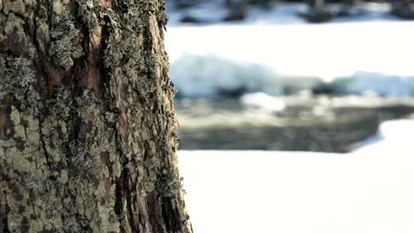 close-up-of-pine-tree-white-creek-flowing-in-the-distance