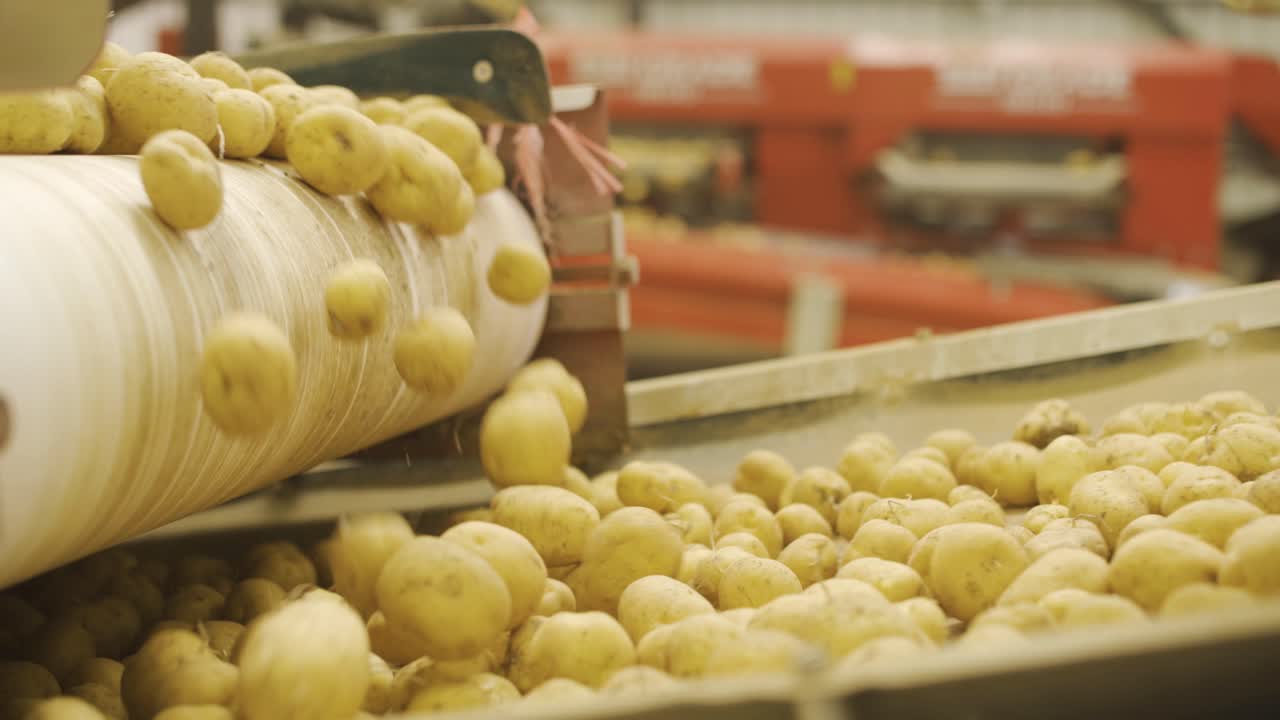 patatas que se mueven en el transportador en una fábrica de alimentos.