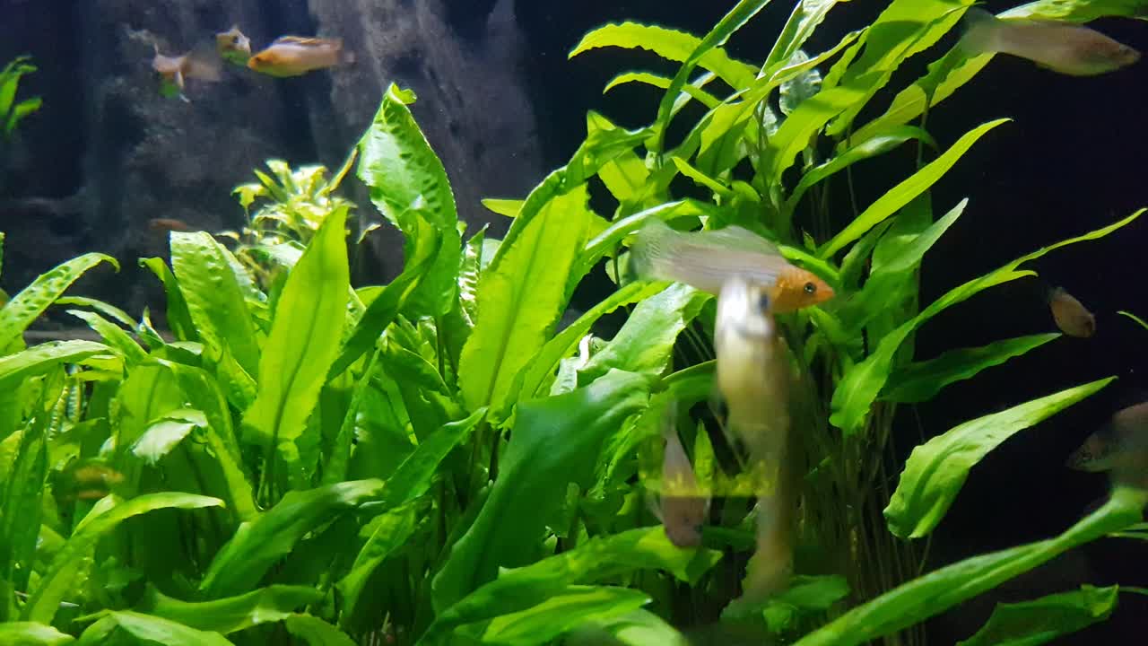 peces molly comunes nadando rápido junto a la cámara