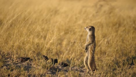 Foto-De-Cuerpo-Entero-De-Una-Suricata-De-Pie-Mientras-Otra-Suricata-Pasa-Corriendo-A-Cuatro-Patas-Con-La-Cola-En-El-Aire