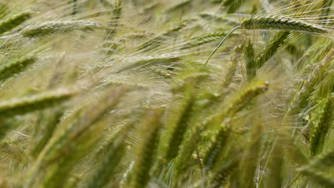 Macro-shot-of-a-barley-ear-with-delicate-strands,-highlighting-the-intricate-details-and-lush-green-color-of-the-grain