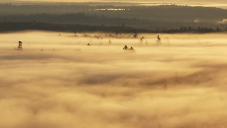 thick blanket of fog illuminated over pines tree in morning sunrise