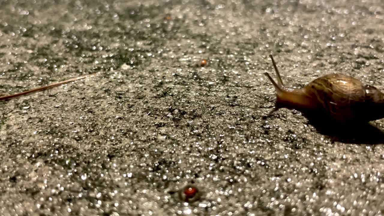 el caracol agita las antenas y mira a su alrededor mientras se arrastra por el hormigón húmedo