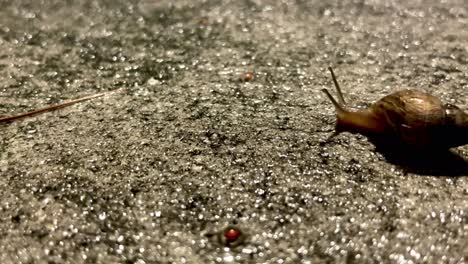 snail wiggles antennae and looks around as it crawls across wet concrete