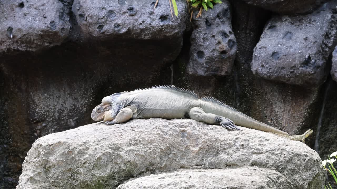 폭포 근처 의 바위 에 고 있는 이구아나