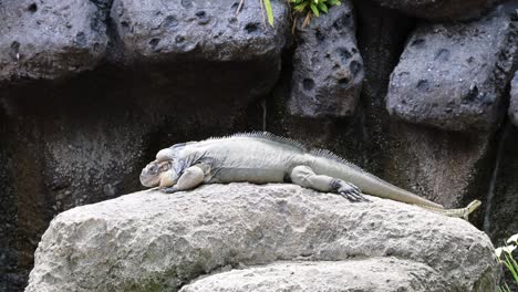 iguana basking on a rock near a waterfall