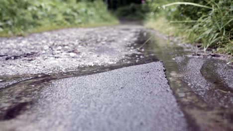 wet country road in forest