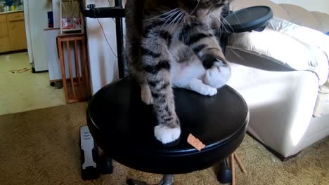 tabby cat sitting on a drum stool in the living room playing and knocking a potato chip onto the carpet