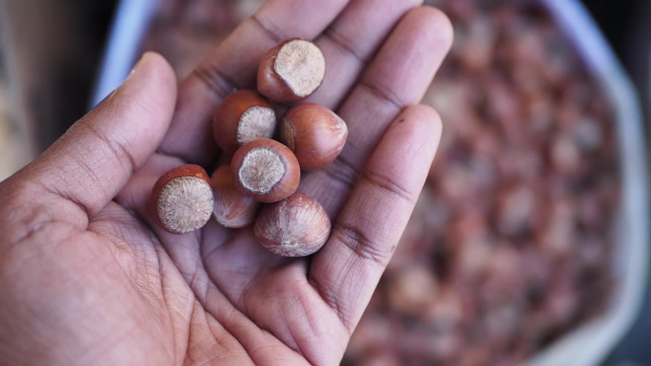 Hazelnuts in Hand