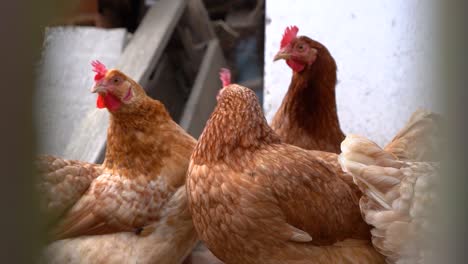 Many-chicken-looking-at-camera-from-behind-fence-in-free-range-farm