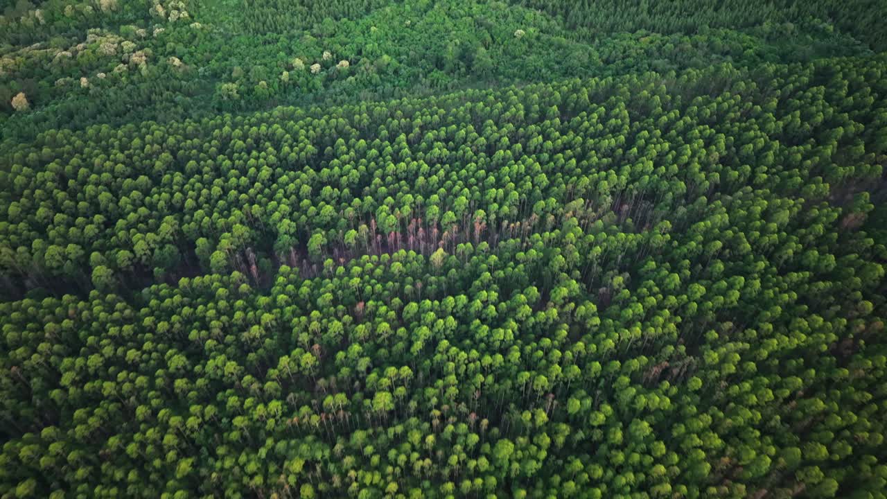 High altitude drone view reveals a lush Atlantic rainforest canopy in Misiones Argentina, showing dense native trees including lapacho (Handroanthus spp.) and yerba mate (Ilex paraguariensis)