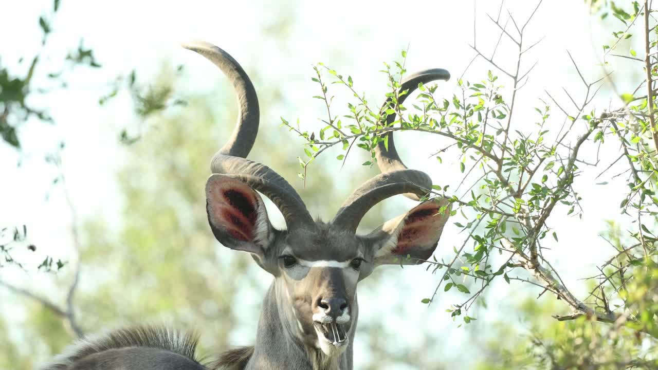 Closeup of a kudu bull feeding on green leaves, Kruger National Park.