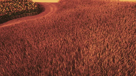 campo de trigo dorado en el paisaje del atardecer