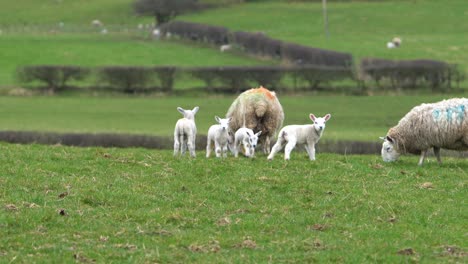 family of sheep and lambs eating together on green meadow hill