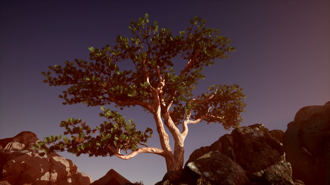 rayos de sol a través de los árboles