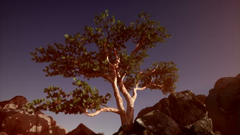 sun beams through trees