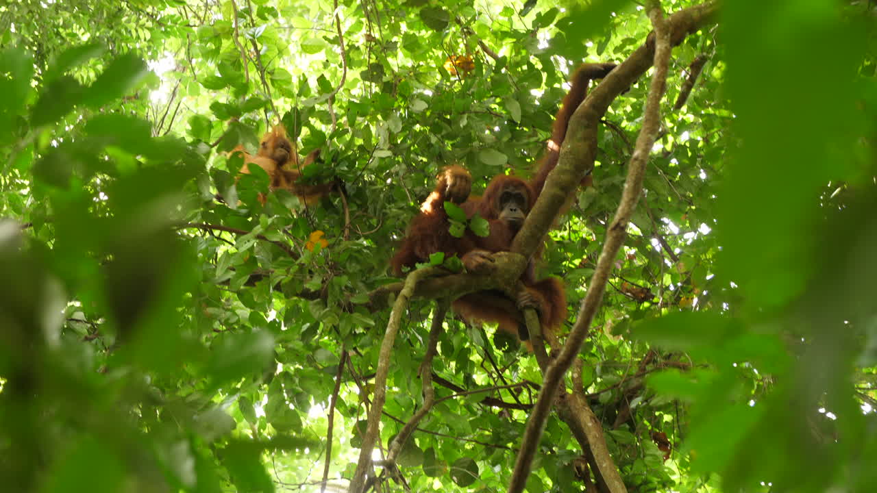 Mother and Daughter Orangutans Looking Into the Camera from The Jungle Canopy