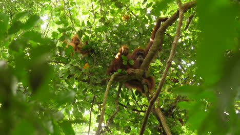 mother and daughter orangutans looking into the camera from the jungle canopy