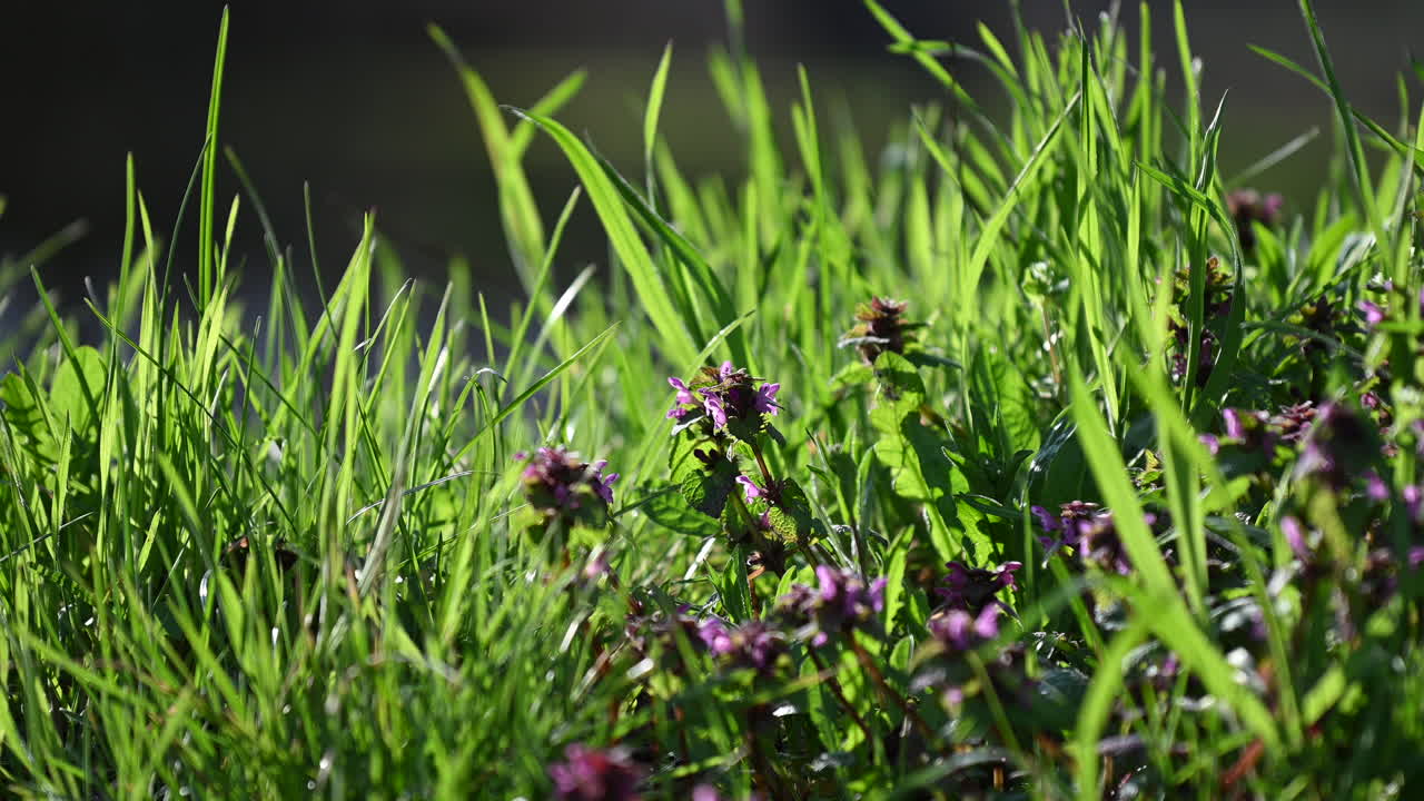 el fondo de hierba primavera en la puesta de sol