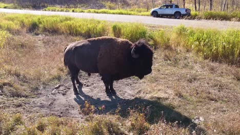 2-4-Agarre-De-Cardán-De-Búfalo-De-Agua-Salvaje-Macho-En-El-Parque-Forestal-Junto-A-La-Carretera-Con-Camioneta-Blanca-Y-Bisonte-Preparándose-Para-Disfrutar-Del-Fresco-Baño-Refrescante-En-La-Tierra-Arenosa-Natural-En-Una-Calurosa-Tarde-De-Verano