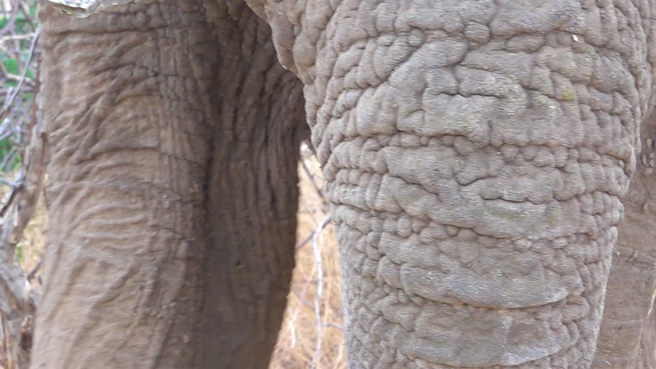 큰 아프리카 코끼리 피부 얼굴과 눈의 극단적인 클로즈업