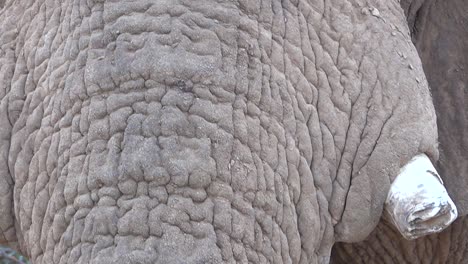 extreme close up of a large african elephant skin face and eyes