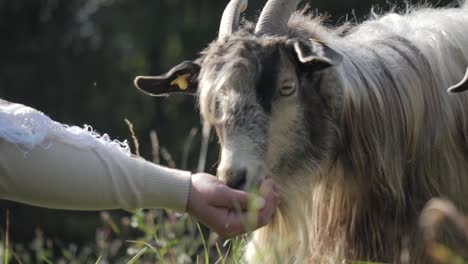 Close-up-of-hand-Feeding-cashmere-sheep