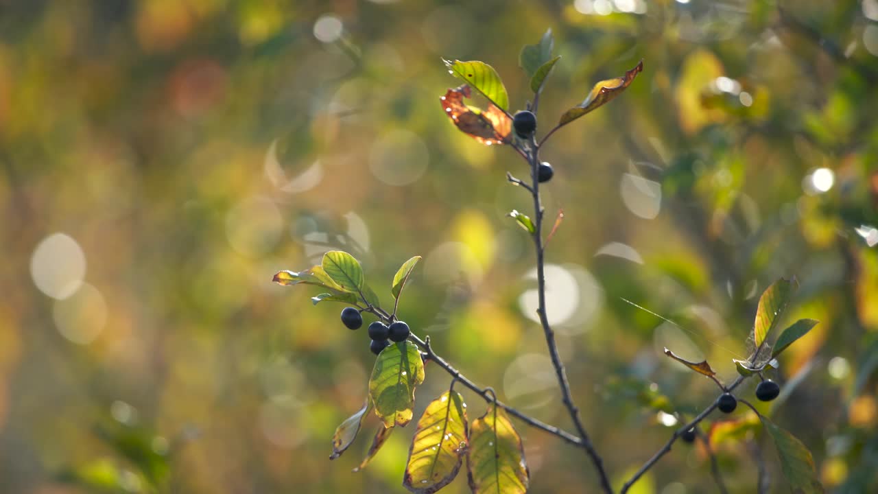 hermoso paisaje soleado de otoño. vista de cerca de las ramas de los árboles con coloridas hojas verdes y amarillas en primer plano aisladas en el fondo borroso de boke natural.